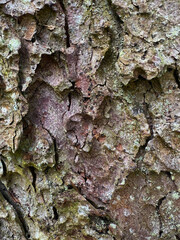 Detailed texture of natural tree bark with cracks and moss. Rough wooden surface, nature background for design and eco concepts.