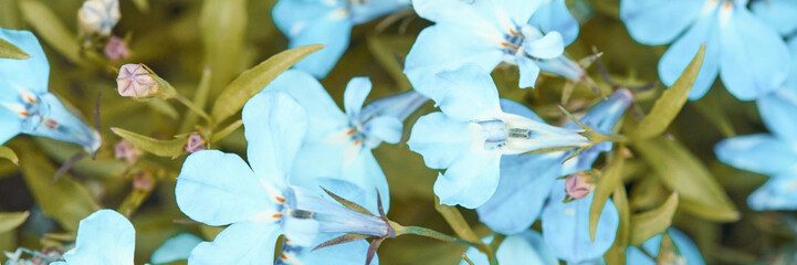 Vibrant light blue flowers with green leaves in full bloom.