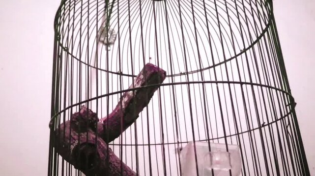 4K the Java sparrow clung to the side of the cage, its tiny feet gripping the metal of the iron cage as it gazed out curiously.
