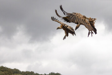 Gänsegeier im Anflug