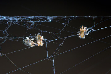 Tetranychus urticae (common names include red spider mite and two-spotted spider mite). Arachnids on spider web.