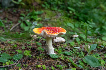 amanita muscaria fly agaric