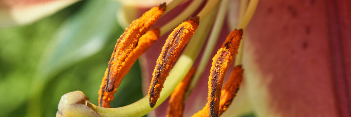 Close-up of a vibrant lily stamen with orange pollen in a lush garden environment.