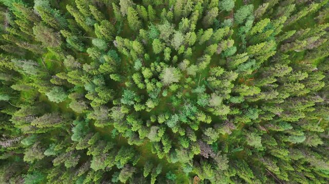 Aerial view of a dense forest in Sweden during summer reveals a vibrant canopy of green trees. The scene showcases a mixture of coniferous and deciduous species spread across the landscape.