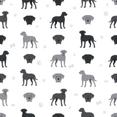 Cane corso dog clip art. Coat colors , infographics set.  Vector illustration