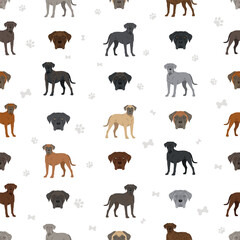 Cane corso dog clip art. Coat colors , infographics set.  Vector illustration