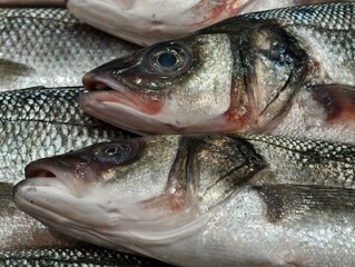 chef inspects fresh bass quality, chef carefully examines quality of freshly prepared bass fish