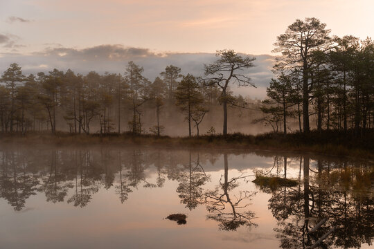 Peaceful bog landscape at sunrise with mist and reflections of pine trees in calm water. Nature and travel photography from Northern Europe.