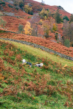 Autumn colours in the landscape in Grasmere in the English Lake District