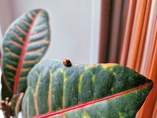 A ladybug on a leaf of a houseplant