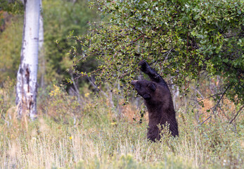 Young Black Bear Eating Berries in Grand Teton National Park Wyoming in Autumn