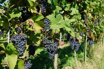 Wei&szlig;e und rote Weinreben und Weintrauben 