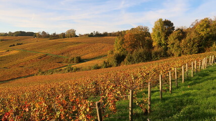 Paysage de vignoble en automne en Champagne, avec des piquets d’entrée de vigne en bois au premier plan et des arbres en arrière-plan (France)