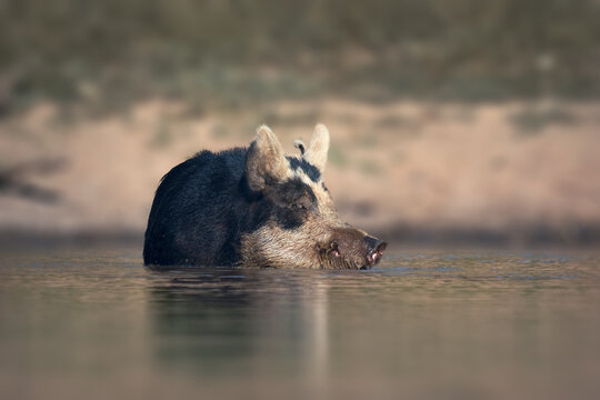 Close-up of a Wild feral pig sow (Sus scrofa) standing in a lake, New South Wales, Australia