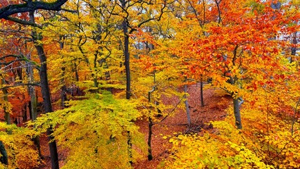 Beautiful yellow trees in the forest in autumn