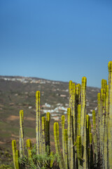 cactus in the desert