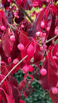 Euonymus grandiflorus Red Wine plant with deep red leaves and fruits in autumn season, closeup. Autumn vivid colour vertical video 