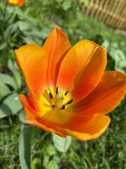 Obraz premium Schöne Blume