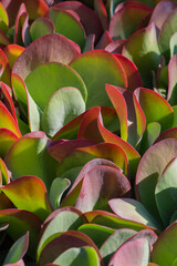 Kalanchoe thyrsiflora  primo piano verticale