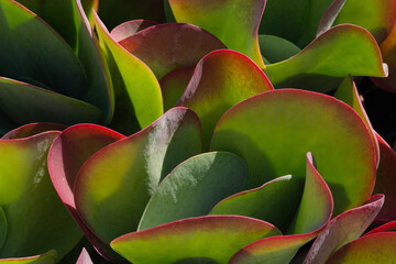 insieme di kalanchoe thyrsiflora 