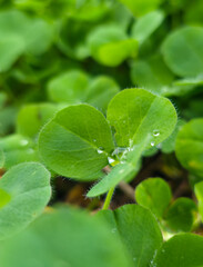 Close-up of fresh green clover leaves with dew drops symbolizes purity, freshness, and natural harmony.