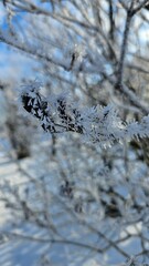 Frost-covered branches glisten under bright winter sun on a clear day