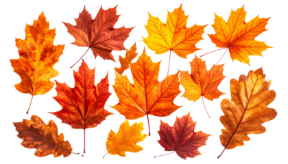 Transparent autumn maple and oak leaves pattern with warm tones