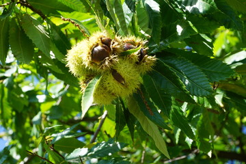 Esskastanien, Maronen am Baum 