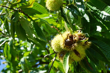 Esskastanien, Maronen am Baum 