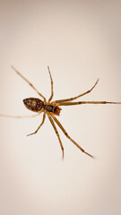 Spinne die keinem was tut 