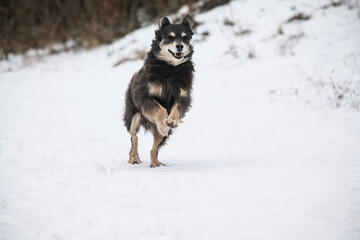 Ein Hund mit Charakter