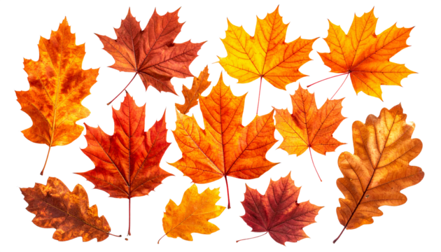 Transparent autumn maple and oak leaves pattern with warm tones