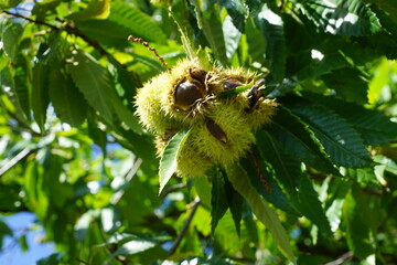 Esskastanien, Maronen am Baum 