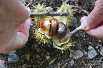 Esskastanien, Maronen am Baum 