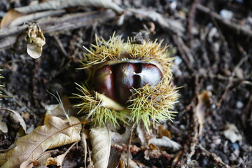 Esskastanien, Maronen am Baum 