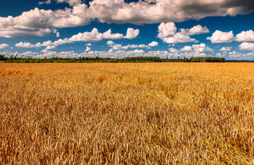 Panoramic agricultural landscape with ripe cereals: crop, rye, wheat. Summer day and beauty in Nature. 