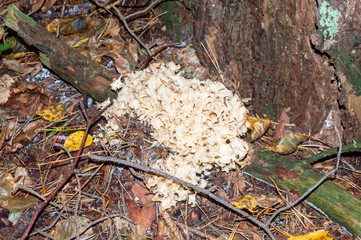 Sparassis crispa fungus at autumn time.