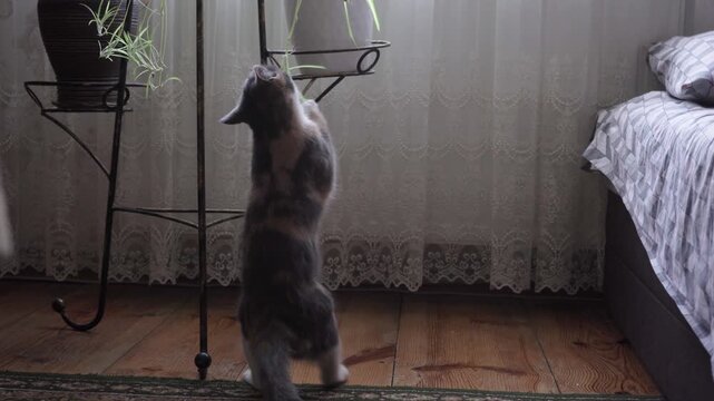 a cat plays with a flower in the room with her paw, a cat beats and plays with a plant from a pot in the room, a cat is boxing a houseplant