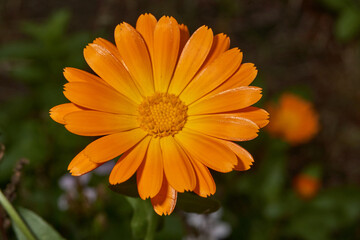 Calendula blooms on the lawn in the garden. Calendula, or Marigold (lat. Calendula) - a genus of herbaceous plants of the Astra family. The last flowers of calendula before the onset of cold.