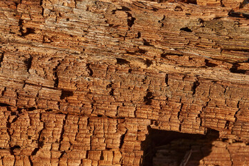 Close-up of old wood with a cracked surface and rich brown color. Macro shot showing the natural texture of aged timber shaped by time and weather.