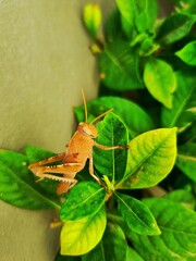 grasshopper on a leaf