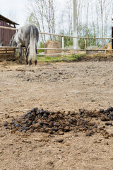 Horse in Pasture with Fresh Manure in Rural Setting