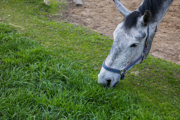 A Gray Horse Grazing Peacefully on Fresh, Lush Green Grass in Nature