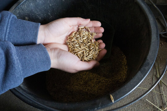 A Handful of Rice Grains Located Inside a Dark Container