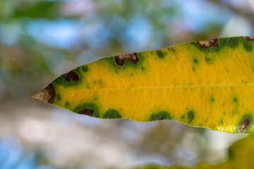 Ailing Leaf