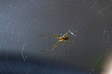 Argiope aurantia orb-weaver spider