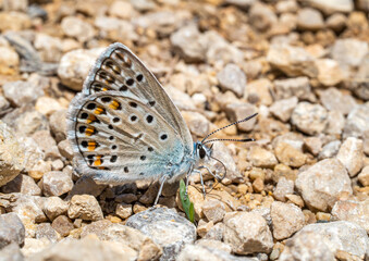 Kretania hesperica, Spanish Zephyr blue butterfly (Lepidoptera: Lycaenidae), an Iberian endemic species photographed in Tragacete, Cuenca province, Iberian System, Spain.