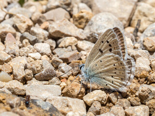 Polyommatus nivescens, Spanish silver-studded blue butterfly (Lepidoptera: Lycaenidae) endemic to Spain, photographed in Tragacete, Cuenca province, Iberian System.
