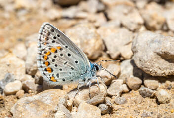 Kretania hesperica, Spanish Zephyr blue butterfly (Lepidoptera: Lycaenidae), an Iberian endemic species photographed in Tragacete, Cuenca province, Iberian System, Spain.