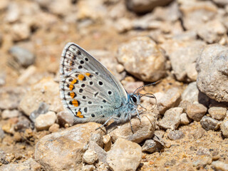 Kretania hesperica, Spanish Zephyr blue butterfly (Lepidoptera: Lycaenidae), an Iberian endemic species photographed in Tragacete, Cuenca province, Iberian System, Spain.